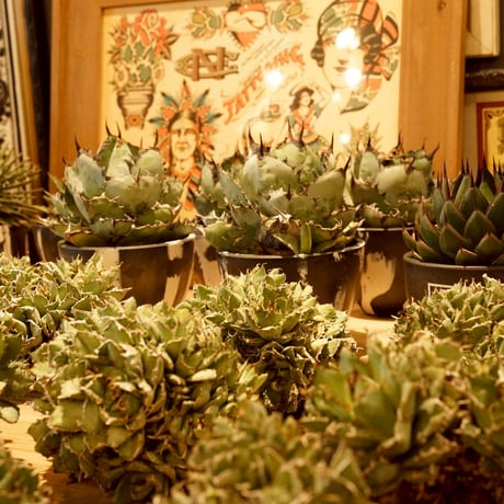 牛乳植物研究所