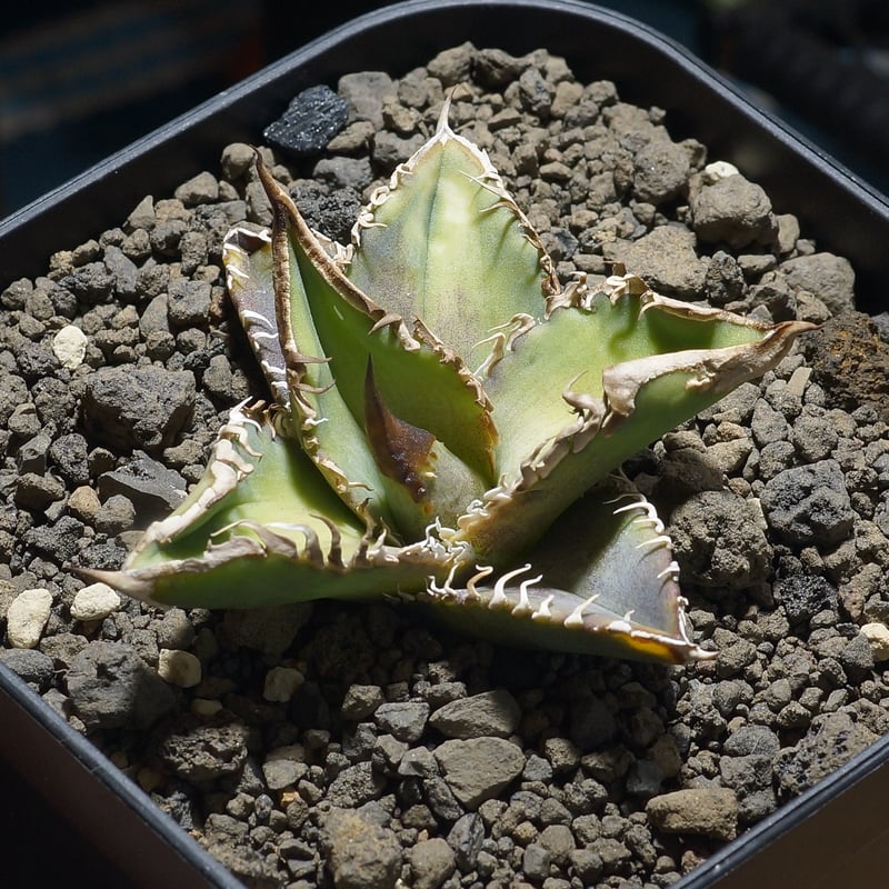 アガベ チタノタ 星空 / HZ-02 | アガベ専門店 モンスターハウス