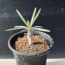 51hF-m7RYrL._AC_UL210_SR210,