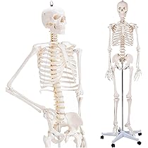 Amazon.co.jp: SUDOO 骨模型 全身 等身大 人体模型 170cm 骨格模型 高