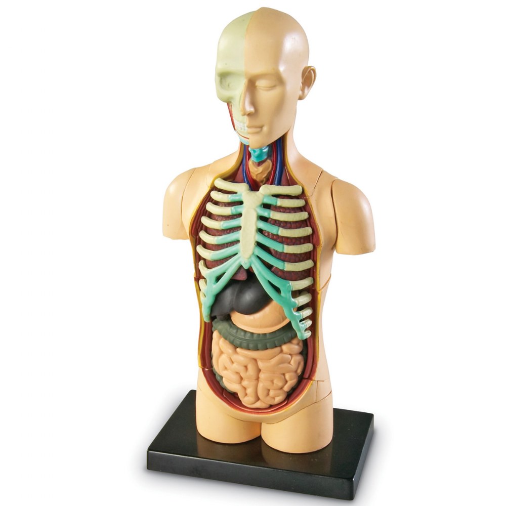 Human Body Anatomy Model | Kaplan Early Learning