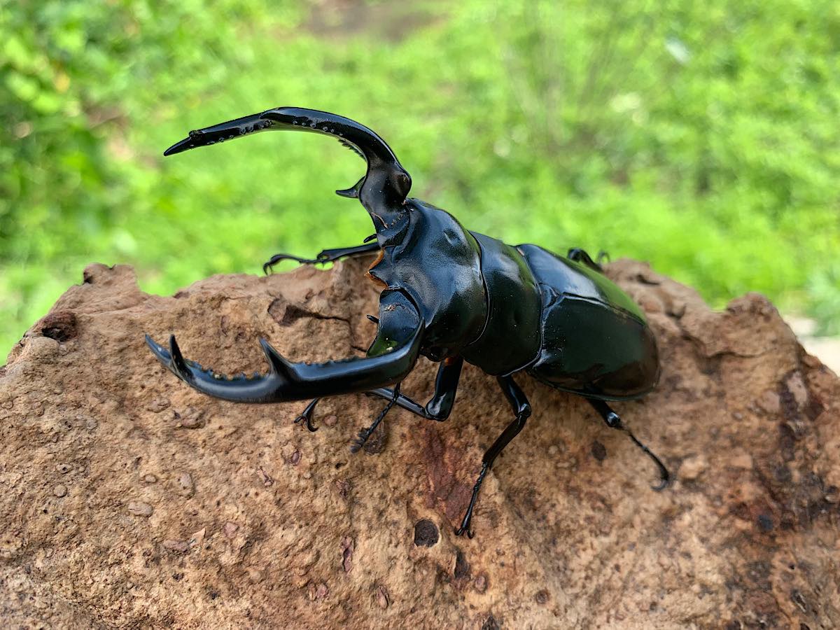 横手市内のシイタケ生産会社が飼育する「ウエストウッディオオシカ