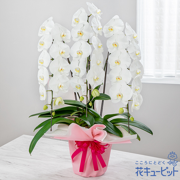 胡蝶蘭 3本立（開花輪白30以上）母の日ラッピング - 母の日ギフト