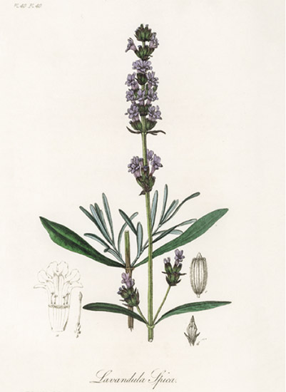 ハーブ占星術が説く「双子座」の運勢。心身の健康と幸運を招くハーブは？