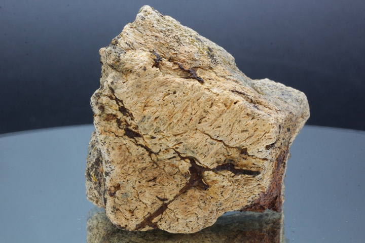 トリケラトプス フリル・セクション｜INTERNATIONAL MINERAL & FOSSIL