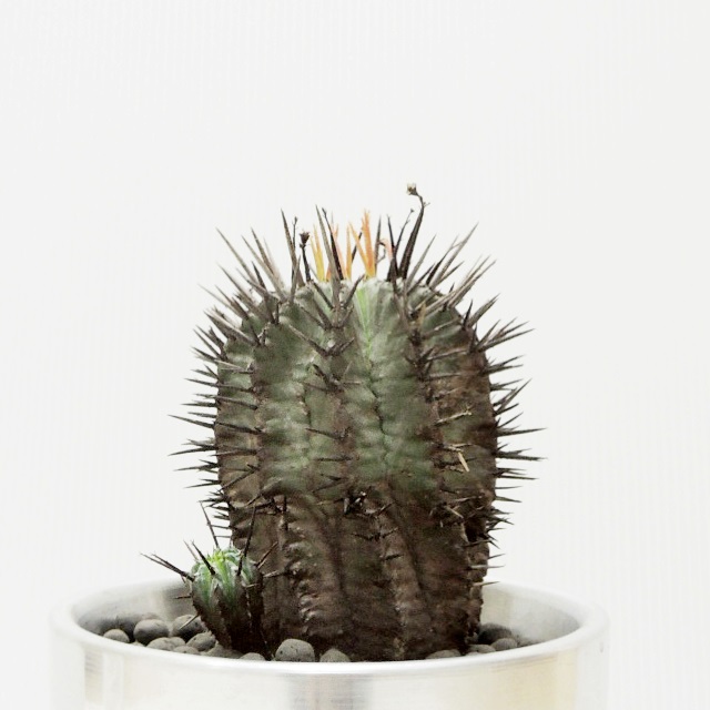 no.12233 多肉植物 ユーフォルビア・ホリダ・マジョール | ＋TREE