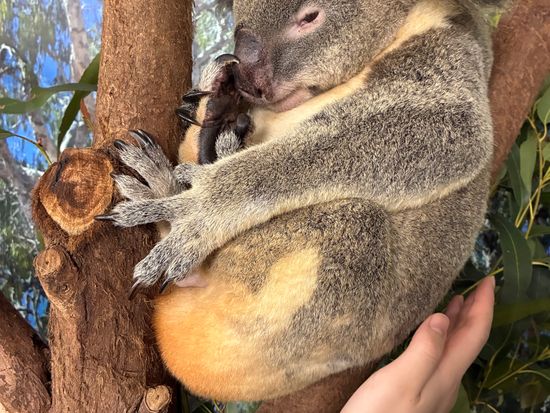 世界遺産キュランダ コアラガーデンズ入園チケット☆コアラフォト付き