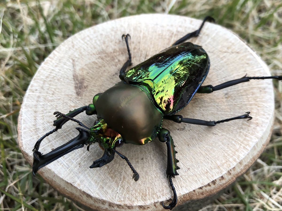 ニジイロクワガタ 雌雄モザイク？ ニジイロクワガタ 雌雄モザイク