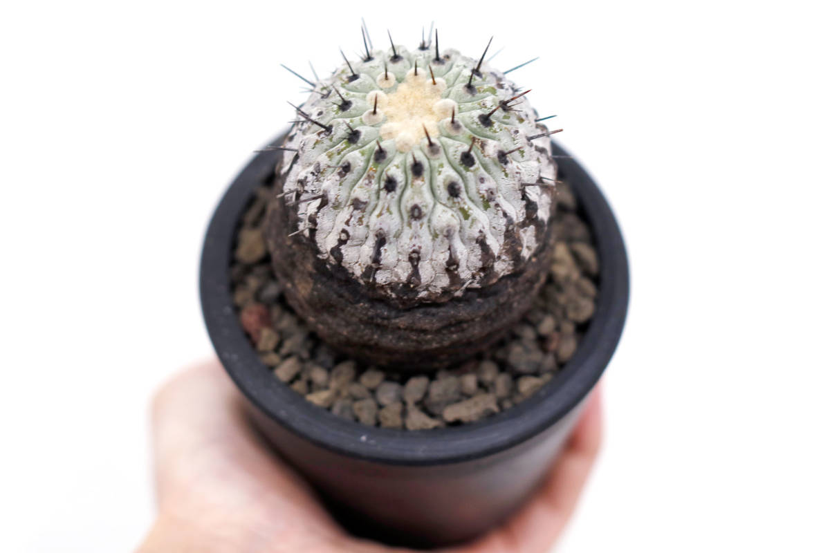 種子871 Copiapoa/コピアポア,黒王丸,孤竜丸 コピアポアコルムナアルバ