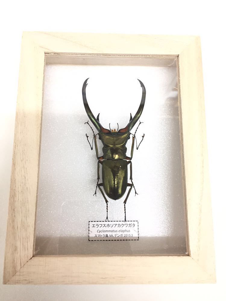 美麗 エラフスホソアカクワガタ♂野外標本 【公式通販】