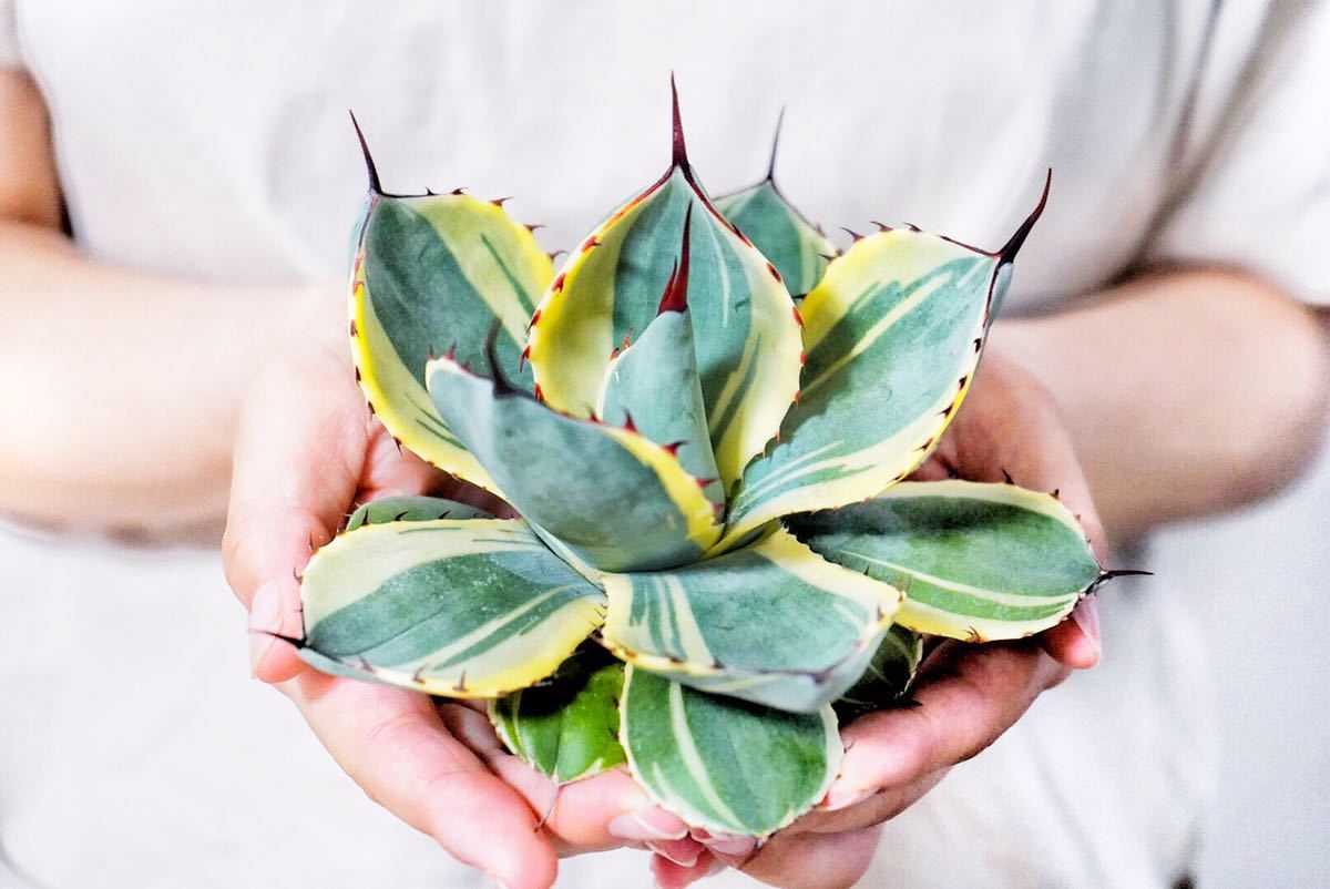 アガベ オバティフォリア 3株 B MM28 貴重な希少種 アガベ パリー