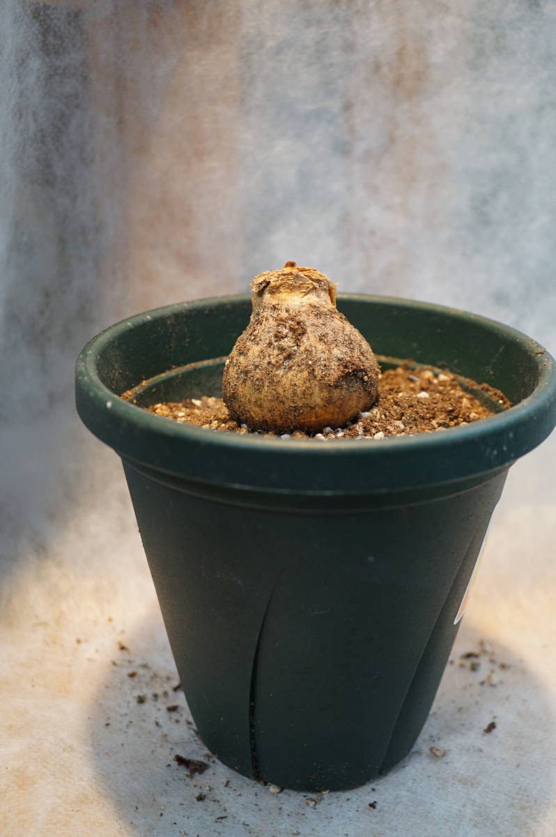 ブルンスヴィギア オリエンタリス Brunsvigia orientalis