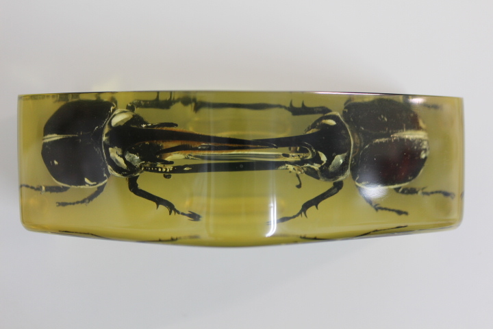 良型・大型 ネプチュ−ン♂野外標本 良型・大型 ネプチュ−ン♂野外