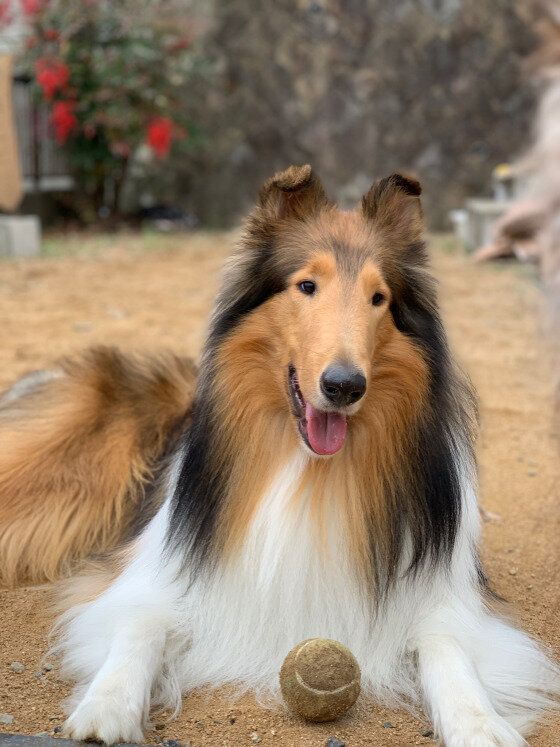 シェルティ」と「ラフ・コリー」似ているけど、どこが違うの？｜いぬの