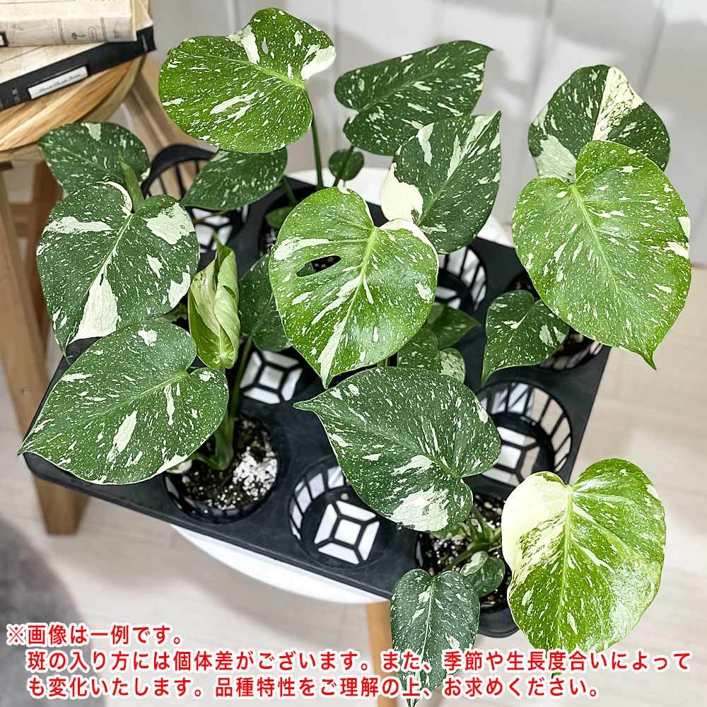 PLANCHU 観葉植物 モンステラ タイコンステレーション 3.5号鉢 受け皿