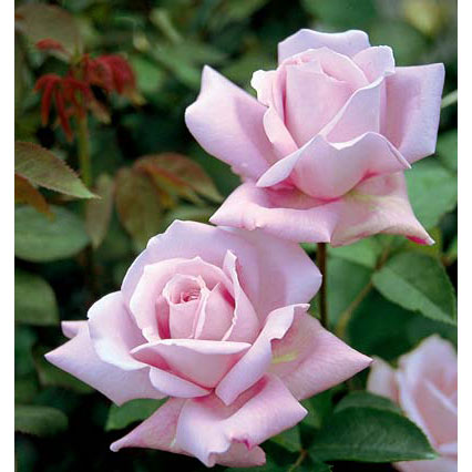 園芸ネット本店｜つるバラ：ブルームーン大苗 の通販【公式】