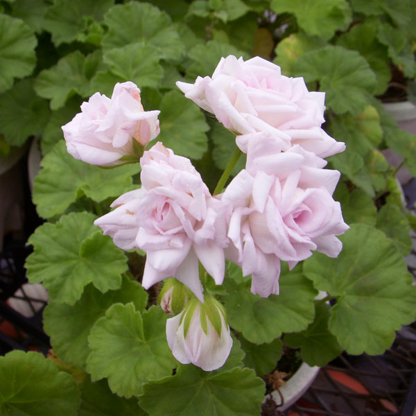 園芸ネット本店｜ゼラニウム（バラ咲き）：ミルフィールドローズ3号