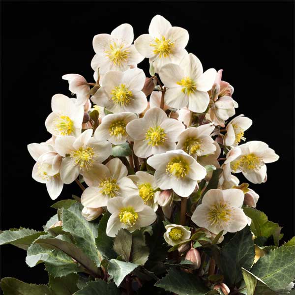 園芸ネット本店｜クリスマスローズ（原種交配）：*HGCシューティング