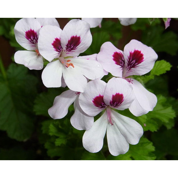 園芸ネット本店｜ニオイゼラニウム：オレンジ3号ポット2株セット の