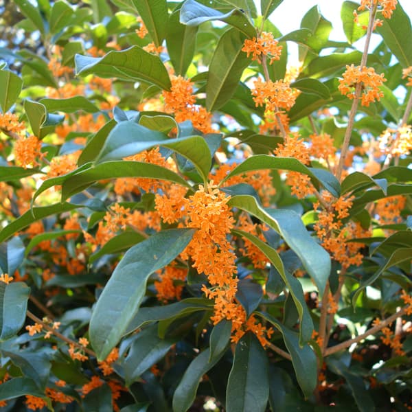 園芸ネット本店｜キンモクセイ（金木犀）3-3.5号ポット の通販【公式】