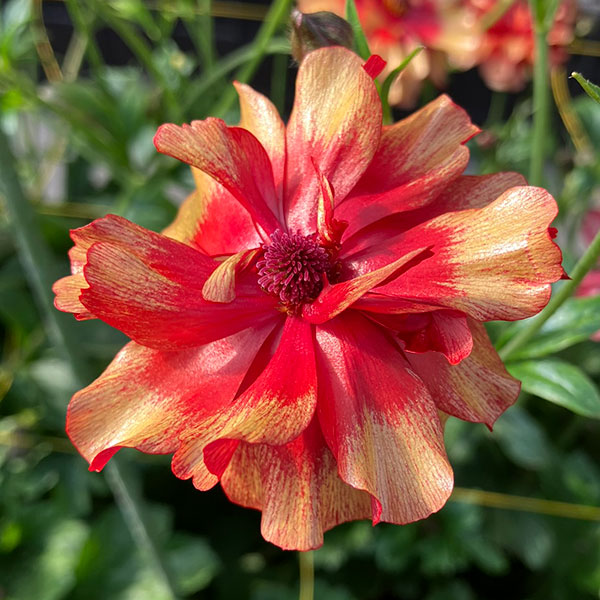 園芸ネット本店｜ラナンキュラス：ラックス ハデス3.5号ロングポット