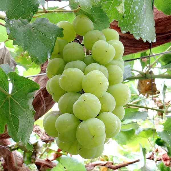 園芸ネット本店｜ブドウ：セトジャイアンツ（瀬戸ジャイアンツ）挿木苗