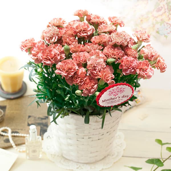 園芸ネット本店｜[送料無料][2016年母の日ギフト][予約]カーネーション