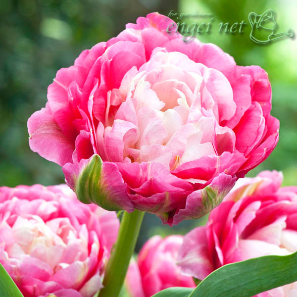 園芸ネット本店｜チューリップ高級品種：ダブルシュガー1球3号ポット