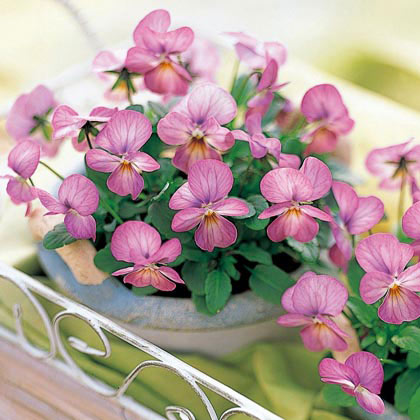 園芸ネット本店｜ビオラ：ビビ ピンクアンティーク3～3.5号ポット の