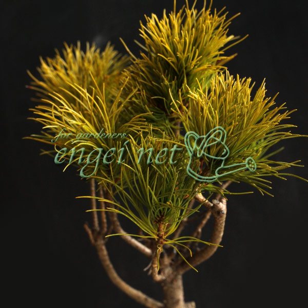 園芸ネット本店｜マツ：那須五葉松3号ポット の通販【公式】