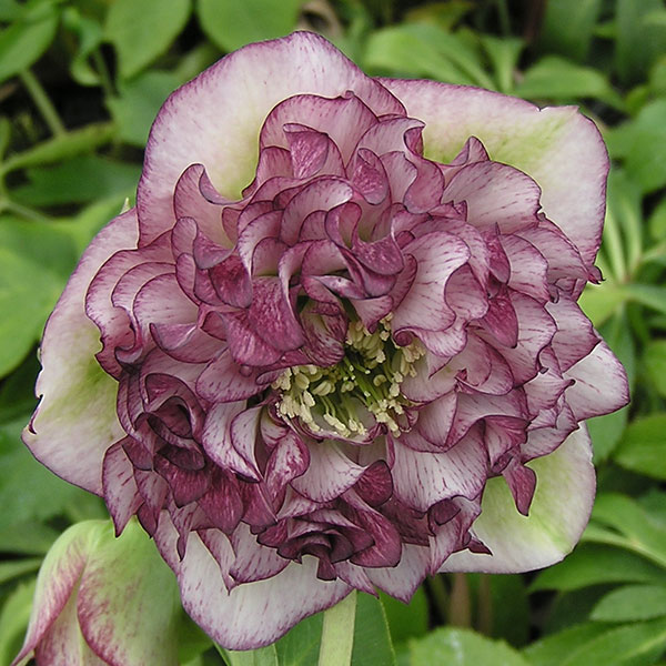 園芸ネット本店｜クリスマスローズ：*グレイスプリマドレス4.5号ポット