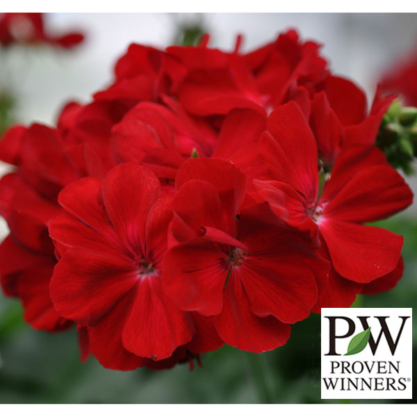 園芸ネット本店｜[26年3月中下旬予約]スーパーゼラニウム