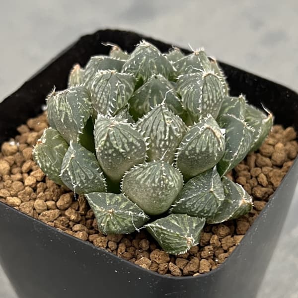 園芸ネット本店｜ハオルチア：ミラーボール（オブツーサ交配美種） 2.5