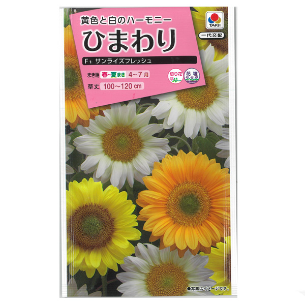 園芸ネット本店｜ヒマワリ：F1サンライズフレッシュ[タキイ 花タネ] の