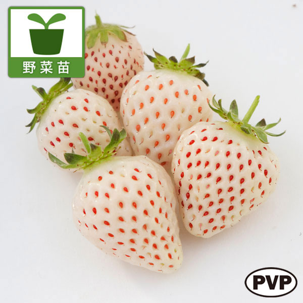 園芸ネット本店｜[26年3月中下旬予約]イチゴ（四季成り）：天使の