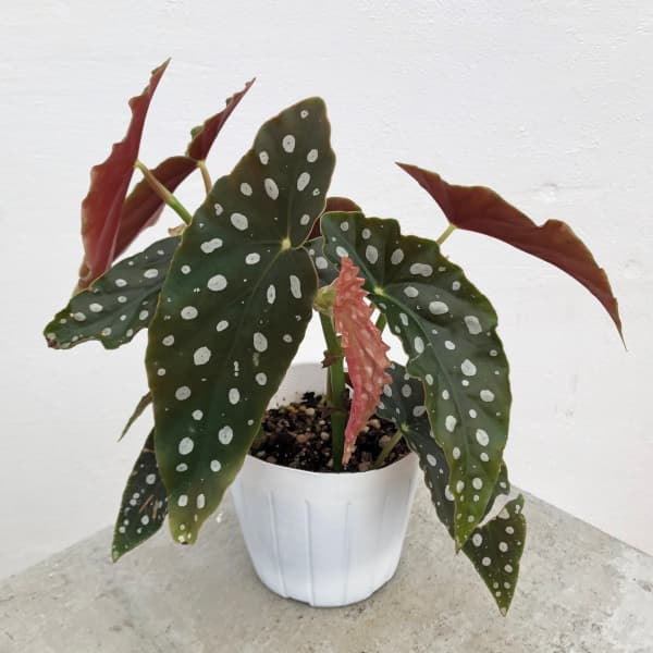 園芸ネット本店｜ベゴニア：マクラータ 2.5号ポット の通販【公式】