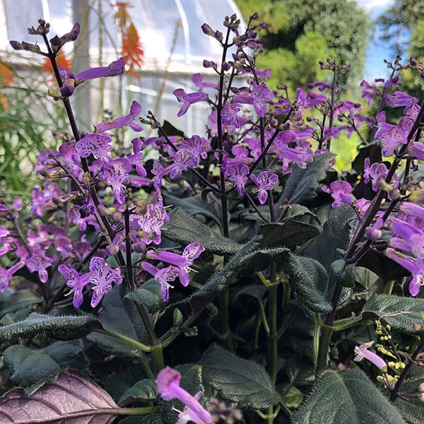 園芸ネット本店｜プレクトランサス：モナラベンダー5号鉢植え の通販