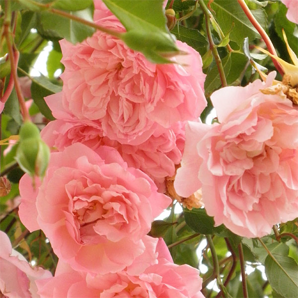 園芸ネット本店｜[送料無料]つるバラ：フランソワジュランビル長尺