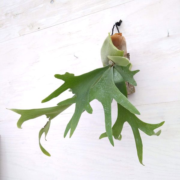 園芸ネット本店｜ビカクシダ（コウモリラン）： ネザーランド 丸木付け