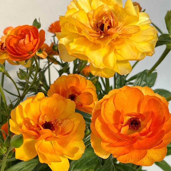 園芸ネット本店｜ラナンキュラス：ラックス ミネルバ3.5-4号ポット の