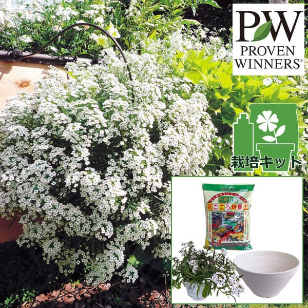 園芸ネット本店｜[26年5月中下旬予約]スーパーアリッサム：スノー