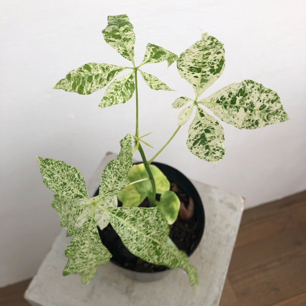 園芸ネット本店｜パキラ：ミルキーウェイ（実生株） 4.5‐5号ポット の