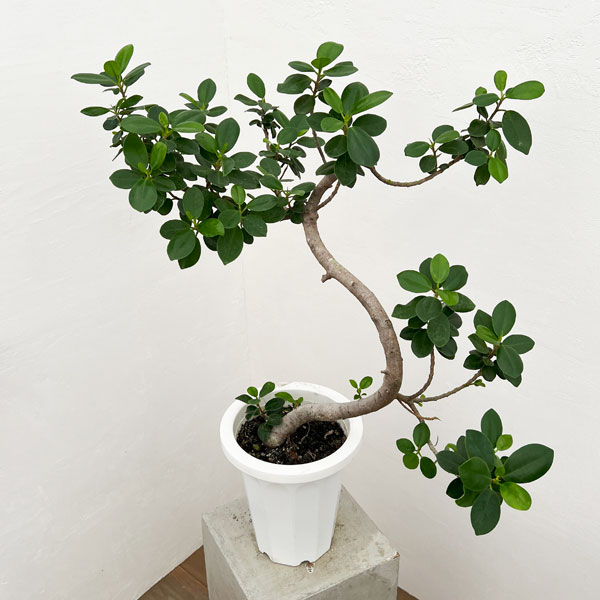 園芸ネット本店｜パンダガジュマル（曲がり仕立て） 7号24-02 の通販