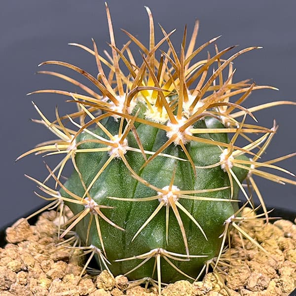 園芸ネット本店｜サボテン：フェロカクタス 金冠竜 2.5号鉢植え の通販