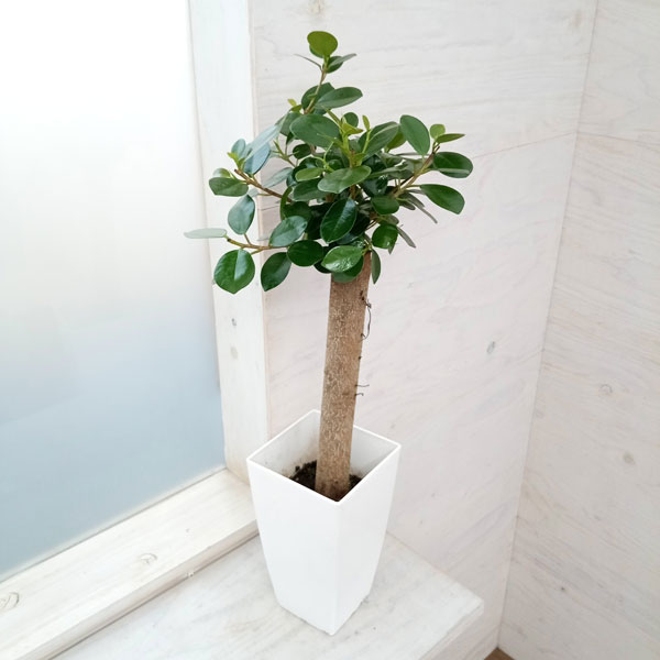 園芸ネット本店｜ガジュマル：パンダガジュマル 6号鉢植え* の通販【公式】