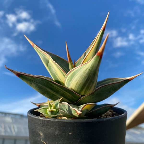 園芸ネット本店｜[送料無料]（わけあり特価）サンセベリア