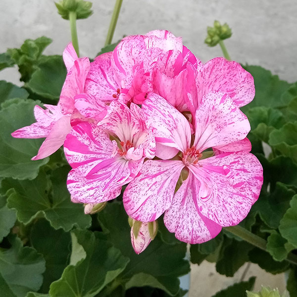 園芸ネット本店｜[26年3月中下旬予約]ゼラニウム：クオリティ