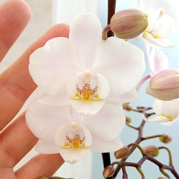 園芸ネット本店｜[送料無料]ミディ胡蝶蘭：ラント Mサイズ ホワイト