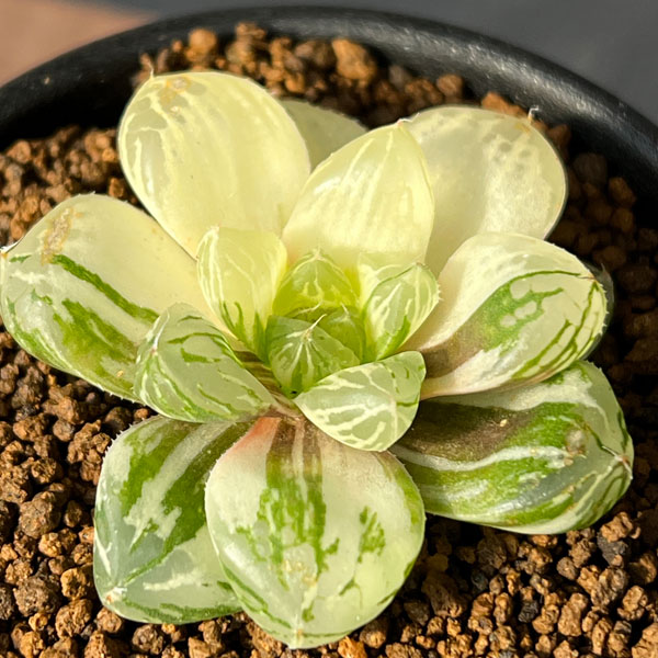 園芸ネット本店｜ハオルチア：マリン錦（オブツーサ交配美種）2.5号