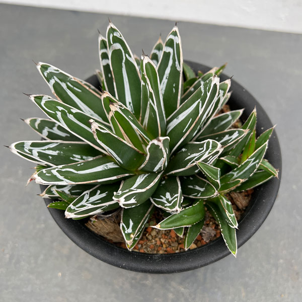 園芸ネット本店｜アガベ：笹の雪 5号鉢植え の通販【公式】